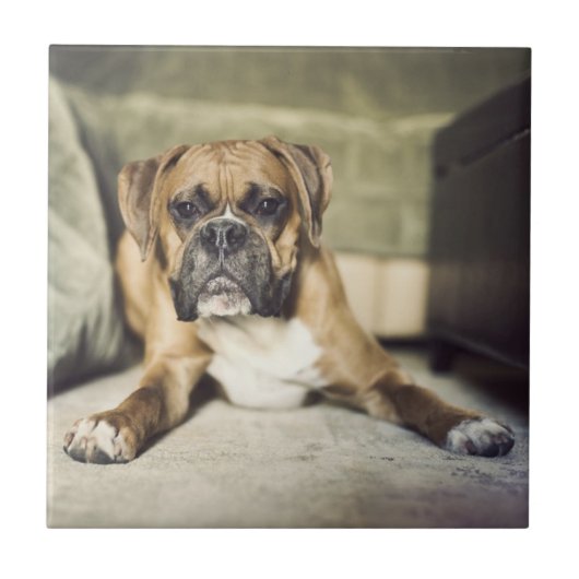 Carreau Chiot de boxeur de faon (Devant)