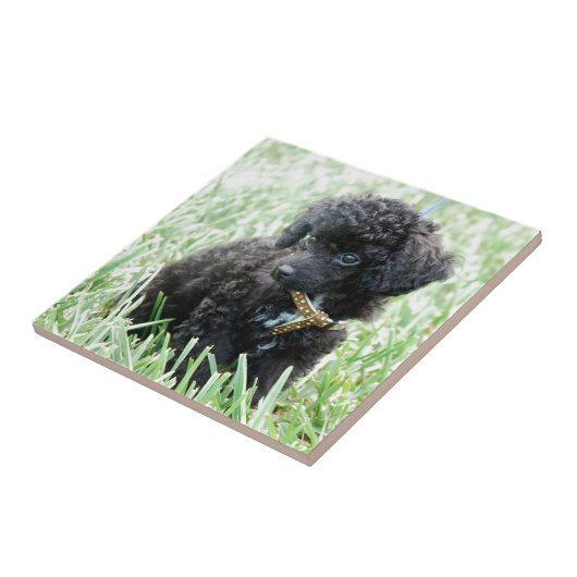 Carreau Chiot de caniche de jouet (Côté)