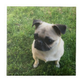 Carreau Chiot de carlin (Devant)