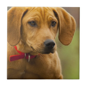 Carreau Chiot de chien de chasse de ragondin de Redbone