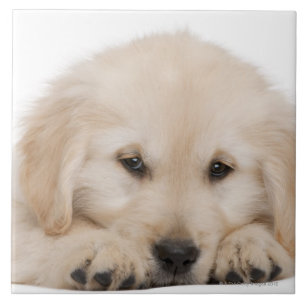Carreau Chiot de golden retriever (20 semaines de)