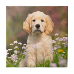 Carreau Chiot de golden retriever un Goldie mignon