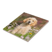 Carreau Chiot de golden retriever un Goldie mignon (Côté)