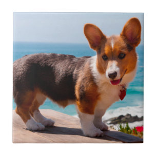 Carreau chiot de Pembroke Welsh Corgi debout sur une table