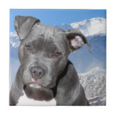 Carreau Chiot de Pitbull Terrier d'Américain (Devant)