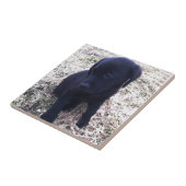 Carreau Chiot de récupération Black Labrador (Côté)
