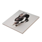 Carreau Chiot d'Edison Boston Terrier (Côté)