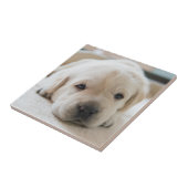 Carreau Chiot doré du Labrador (Côté)