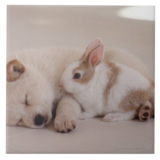 Carreau Chiot et lapin (Devant)