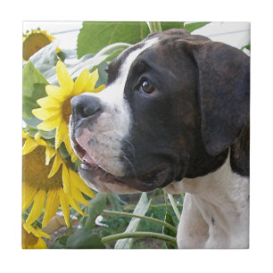 Carreau Chiot et tournesols de boxeur