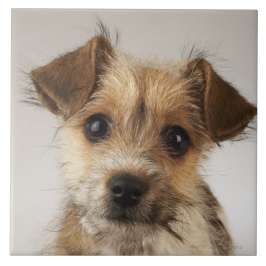 Carreau Chiot (familiaris de Canis) (Devant)