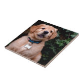 Carreau Chiot Golden Retriever (Côté)