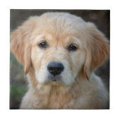 Carreau Chiot Golden Retriever (Devant)
