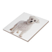 Carreau Chiot maltais (Côté)