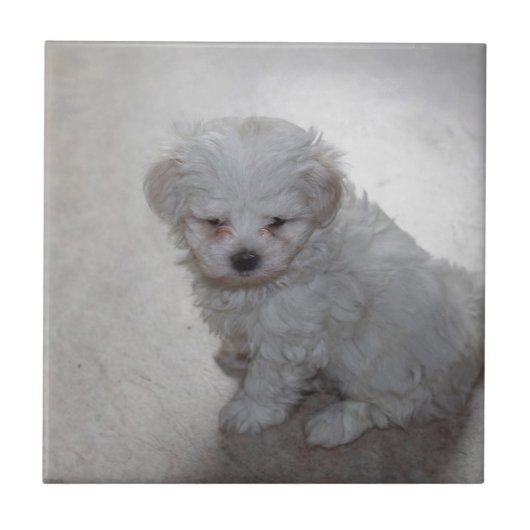 Carreau Chiot maltais (9 mois) (Devant)