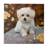 Carreau Chiot maltais...adorable (Devant)