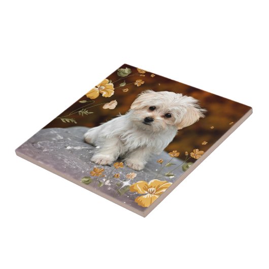 Carreau Chiot maltais...adorable (Côté)