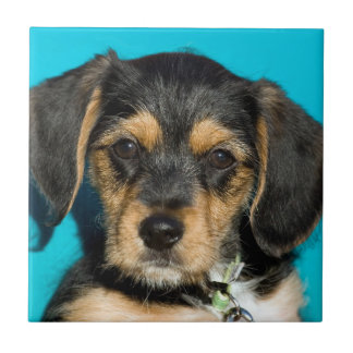 Carreau Chiot mignon de Borkie