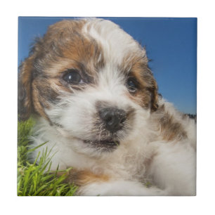 Carreau Chiot mignon (Shitzu)