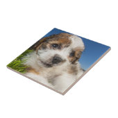 Carreau Chiot mignon (Shitzu) (Côté)