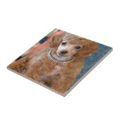 Carreau Chiot pelucheux de caniche d'abricot (Côté)