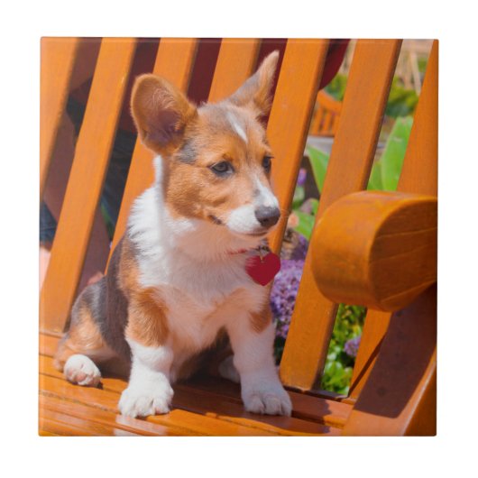Carreau chiot Pembroke Welsh Corgi assis sur un banc de pa (Devant)