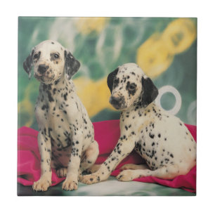Carreau Chiots dalmatiens