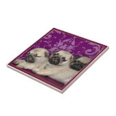 Carreau Chiots de carlin (Côté)