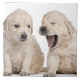 Carreau Chiots de golden retriever
