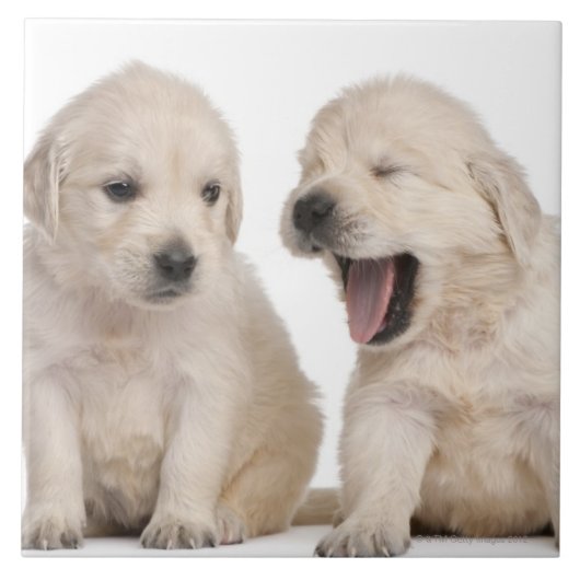 Carreau Chiots de golden retriever (Devant)