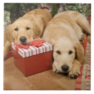 Carreau Chiots de golden retriever avec le cadeau de Noël