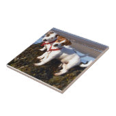 Carreau Chiots de Jack Russell (Côté)