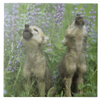 Chiots de loup hurlant dans le pré
