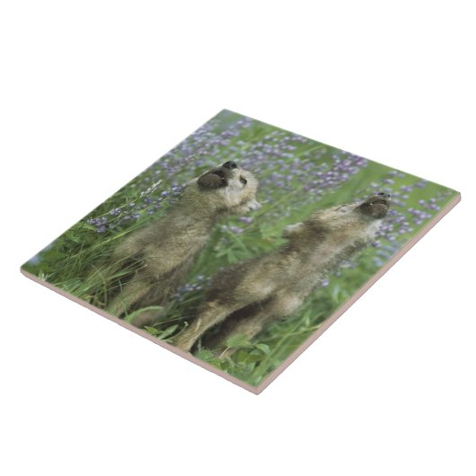 Carreau Chiots de loup hurlant dans le pré (Côté)