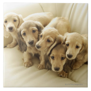 Carreau Chiots de saucisse