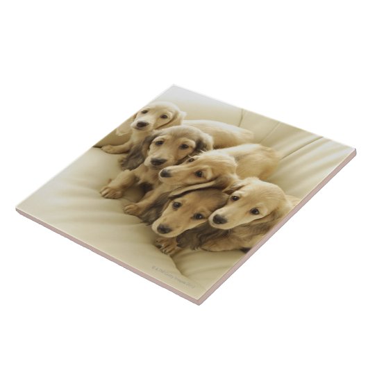 Carreau Chiots de saucisse (Côté)