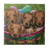 Carreau Chiots de teckel (Devant)