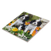 Carreau Chiots d'épagneul du Roi Charles (Côté)