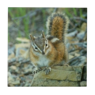 Carreau Chipmunk dans le parc national des Glaciers