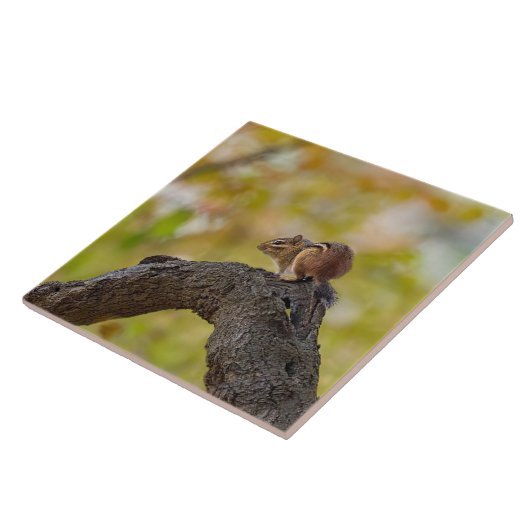 Carreau Chipmunk d'Autumn (Côté)