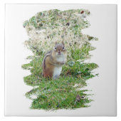 Carreau Chipmunk oriental (Devant)