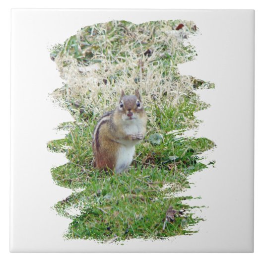 Carreau Chipmunk oriental (Devant)