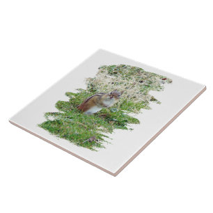 Carreau Chipmunk oriental