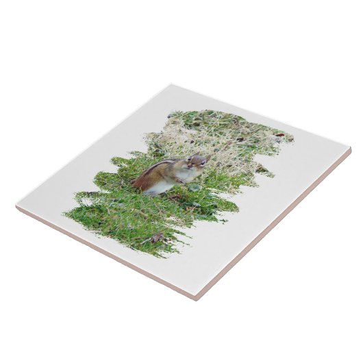 Carreau Chipmunk oriental (Côté)