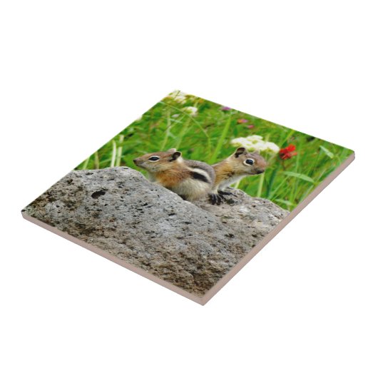 Carreau Chipmunks (Côté)