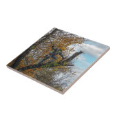 Carreau Chirurgien (Côté)