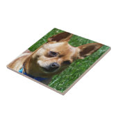 Carreau Chiwawa (Côté)