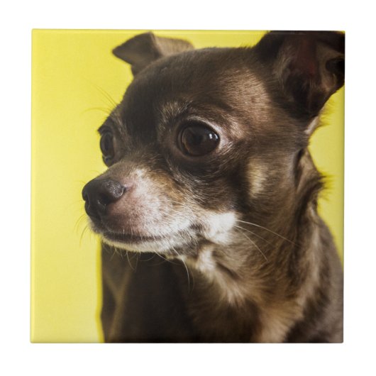 Carreau chiwawa (Devant)