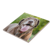 Carreau Chocolat Lab Chien (Côté)