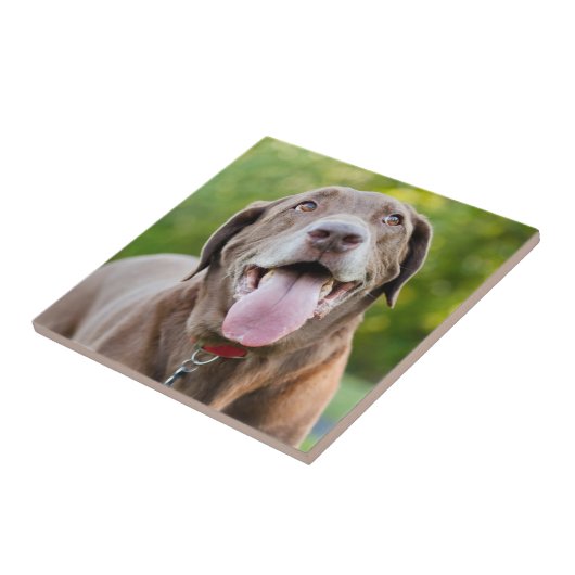 Carreau Chocolat Lab Chien (Côté)